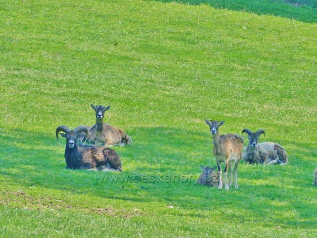 Hnátnice - mufloni v oboře