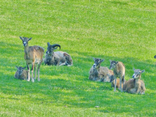 Hnátnice - mufloni v oboře