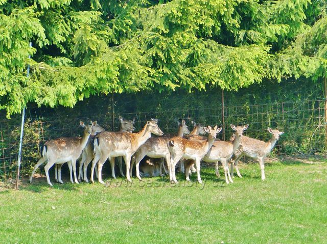 Hnátnice - daňci v oboře