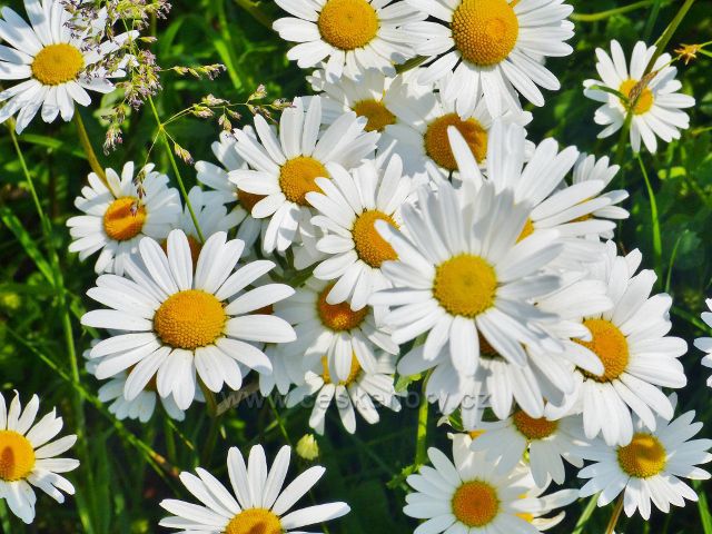 Kopretiny na břehu Hnátnického potoka