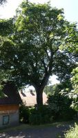 Javor klen, chráněný památný strom ve Vrkoslavicích