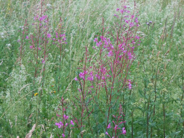 Krušnohorská příroda