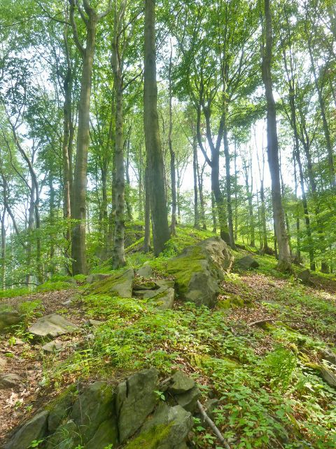 Potštejn - horní kamenitá část hřebene Kapradě