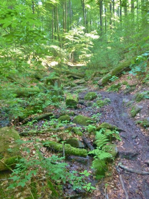 Potštejn - přírodní rezervace Modlivý důl