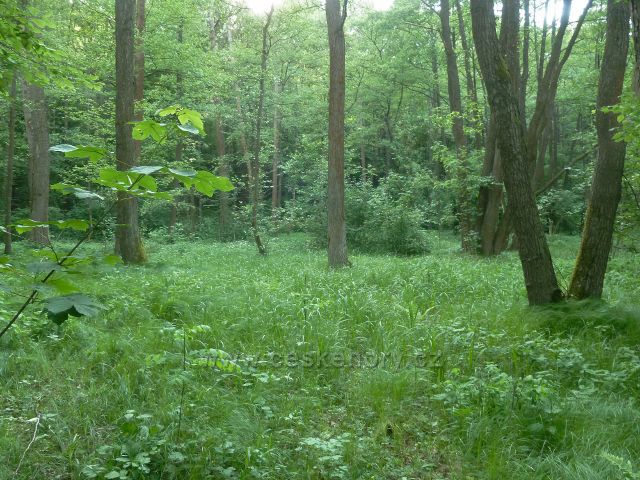 Potštejn - niva Divoké Orlice u Vochtánky