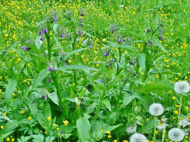 Potštejn - kostival lékařský na okraji Vochtánky
