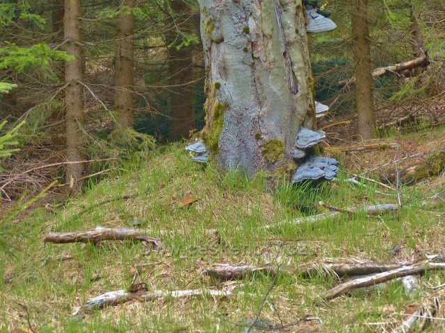 Troudnatec kopytovitý na starém buku u cesty na Mezivrší