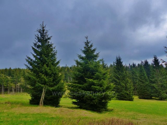 Lesní louka lemuje cestu po modré TZ do Říček v Orl.horách
