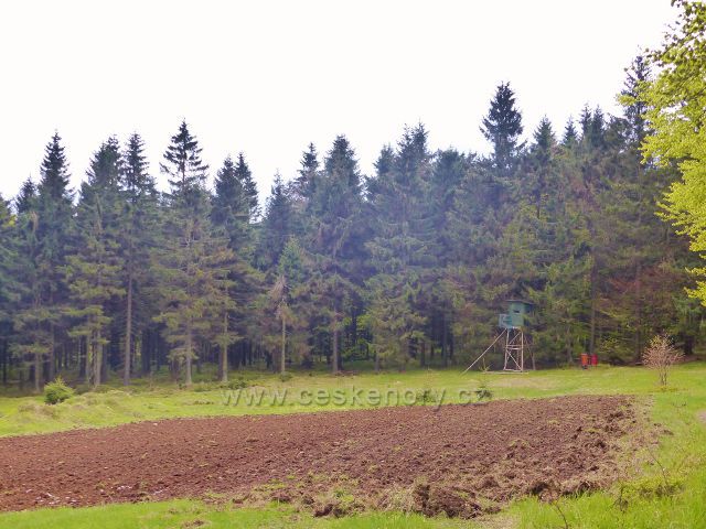 Posed u mysliveckého políčka u cesty po modré TZ do Říček v Orl.horách