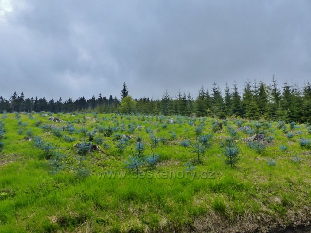 Ochrana lesních kultur proti okusu zvěří je zde patrna na první pohled (lokalita v Říčkách nad Almou )