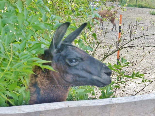 Lama v zookoutku pod restaurací Rozkoš