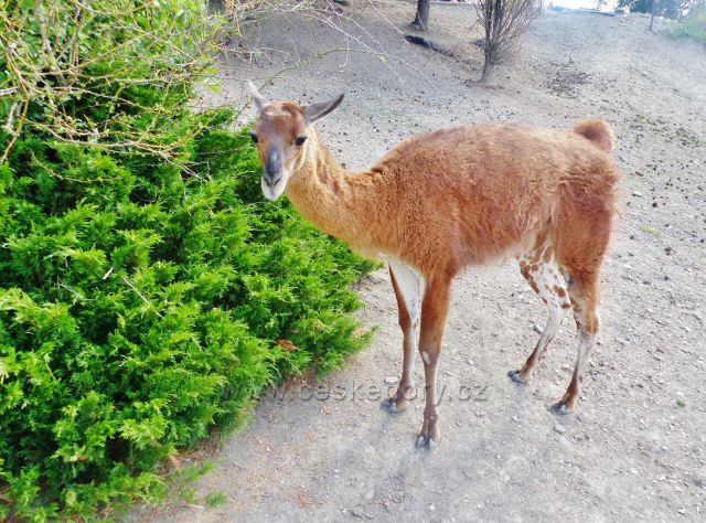Mladá lama v zookoutku pod restaurací Rozkoš