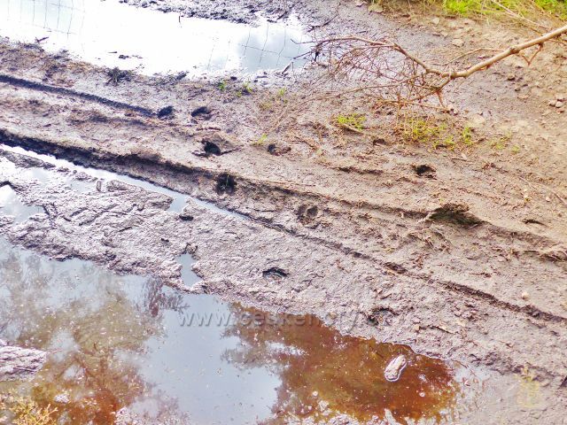 Stopy jelení zvěře pod vrcholkem Mravenčího vrchu