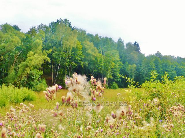 Údolí Lesního potoka