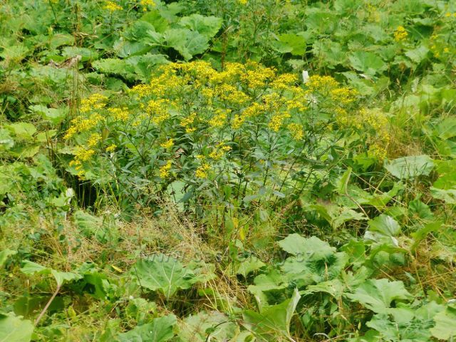 Starček Fuchsův a devětsil lékařský v údolí lesního potoku