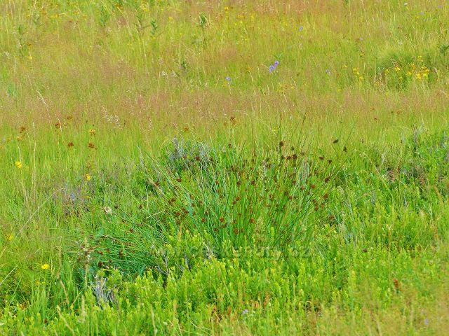 Žacléřské boudy -vlhkomilné rostliny kolem potůčku na louce u chaty TSS