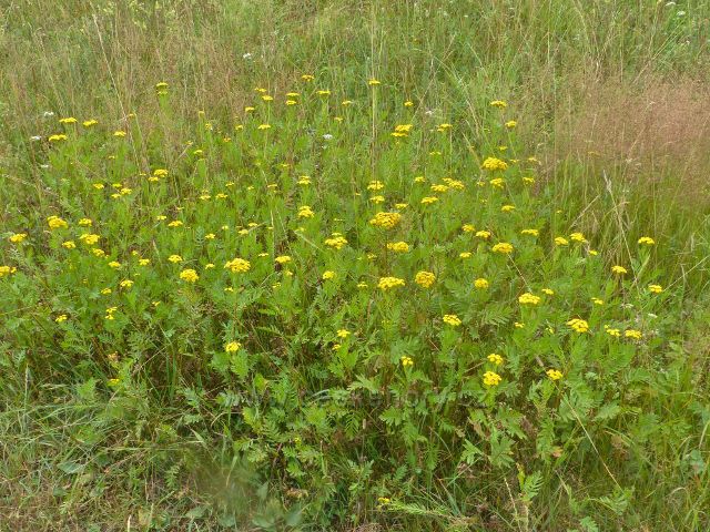 Svoboda nad Úpou - PP Sluneční stráň, skupina žlutě kvetoucího, jedovatého,ale i léčivého vratiče obecného u Zlaté cesty