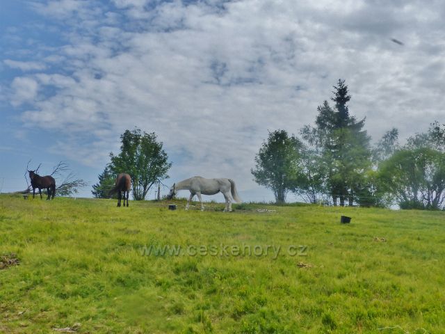 Rýchory - koně na pastvině u Rýchorské boudy