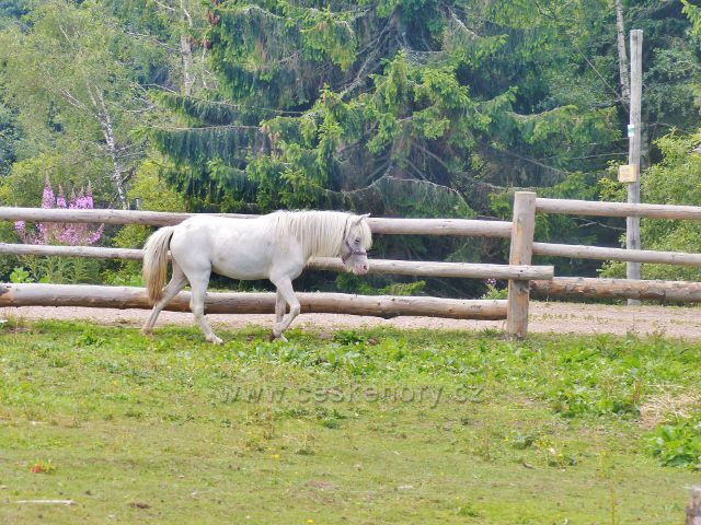 Rýchorská bouda - americký mini kůň Sněženka