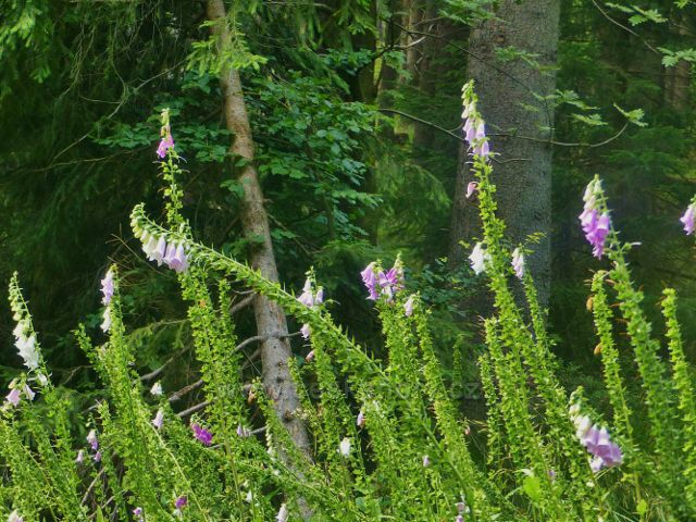 Rýchory - dvouletý jedovatý náprstník červený u Zlaté cesty nad loveckou chatou Pašovka