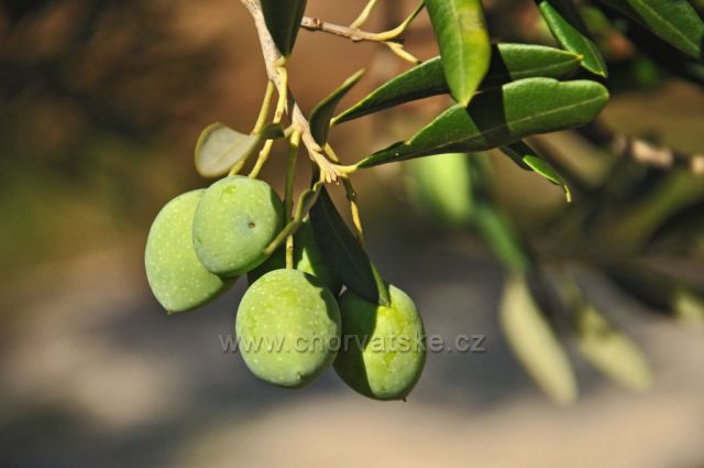 Plody olivy