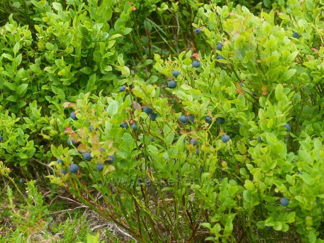 Horní Malá Úpa - v okolí chaty Jelenka je velké množství borůvek