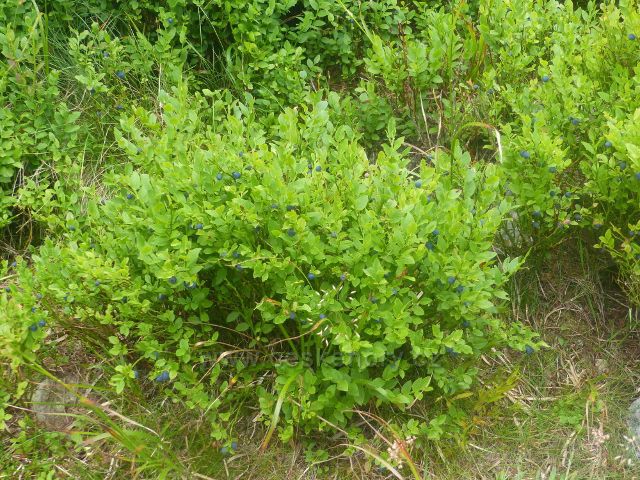 Horní Malá Úpa - borůvky v okolí chaty Jelenky