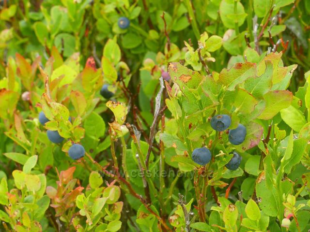 Horní Malá Úpa - borůvky na "Střeše"