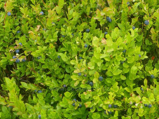 Horní Malá Úpa - úroda borůvek na Lesním hřebenu "Střecha"