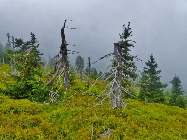 Horní Malá Úpa - Lesní hřeben "Střecha"