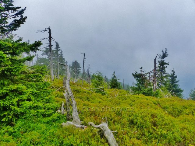 Horní Malá Úpa - Lesní hřeben "Střecha"