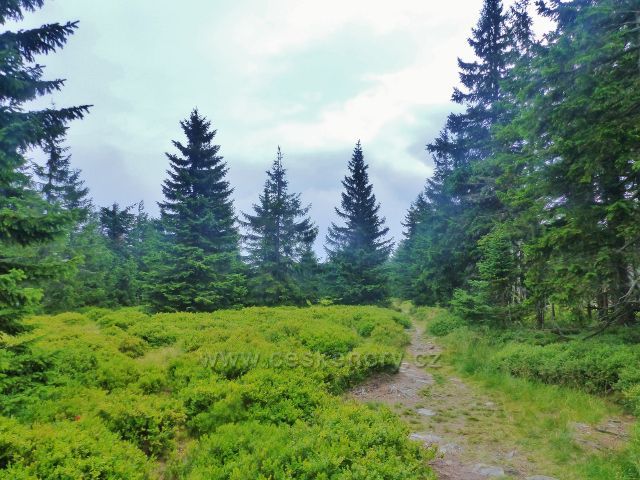 Horní Malá Úpa - stezka z Tabule k jejímu vedlejšímu vrcholu Čelu