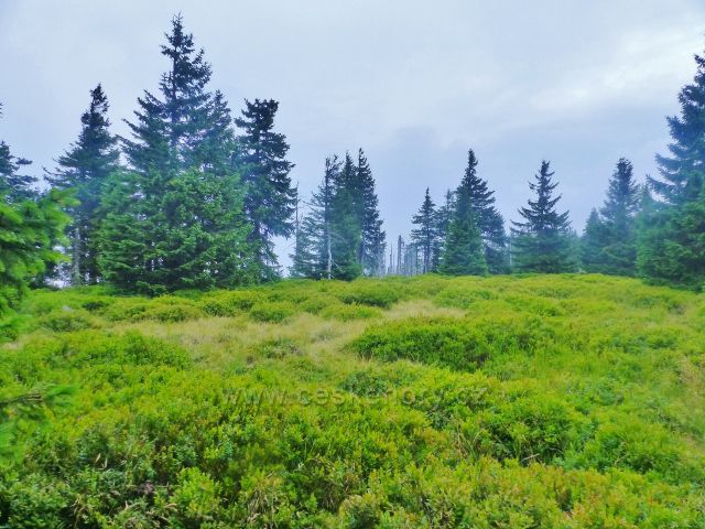 Horní Malá Úpa - stezku po "Střeše" po celé její délce stále doprovází borůvčí obsypané plody
