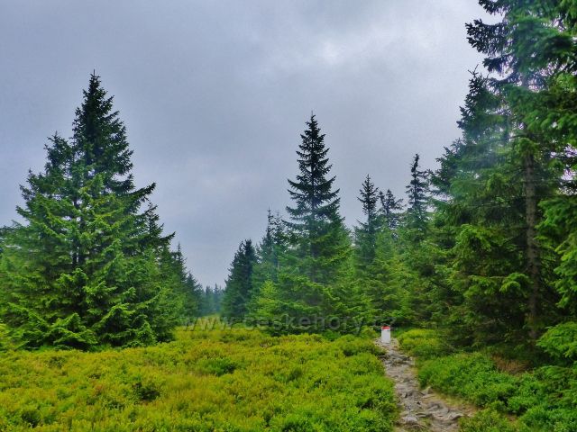 Horní Malá Úpa - stezku po  hřebenu v pravidelných intervalech lemují hraničním mezníky