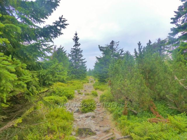 Horní Malá Úpa - kolem hřebenové stezky k vrcholu Čelo  se občas objevují ostrůvky kleče