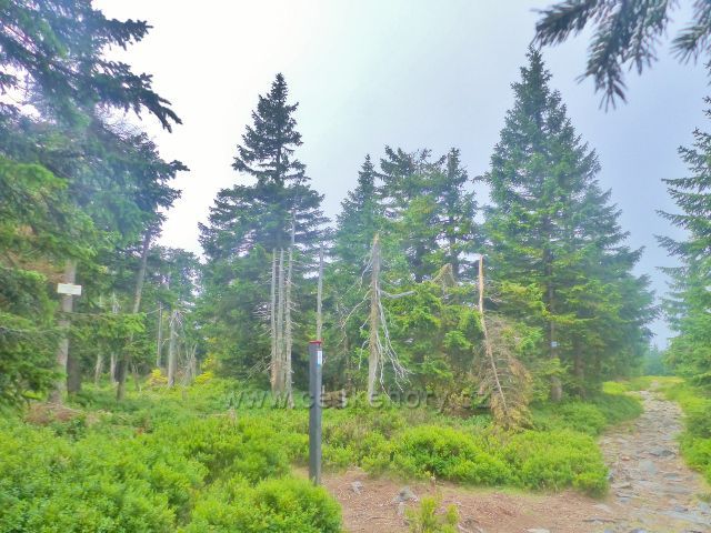 Horní Malá Úpa - vrchol Čelo.Tdy končí stezka po Lesním hřebenu "Střeše", která začíná na vrcholu Tabule.