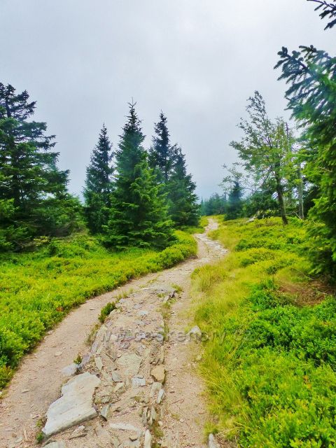 Horní Malá Úpa -střední část stezky z Čela na Pomezní boudy vede podél sjezdovky skiareálu Pomezní boudy