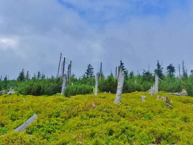 Horní Malá Úpa - lesní partie s převahou borůvčí nad sjezdovkou Pomezní boudy