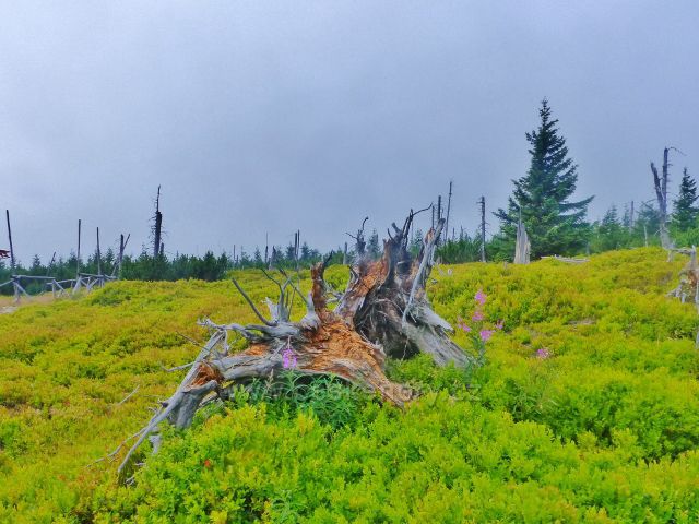Horní Malá Úpa - všudypřítomné borůvčí s velkou úrodou borůvek nad sjezdovkou skiareálu Pomezní boudy