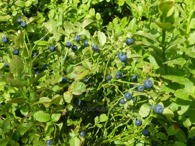 Horní Malá Úpa - i v okolí dolní části stezky z vrchu Čelo lze vidět slušnou úrodu borůvek