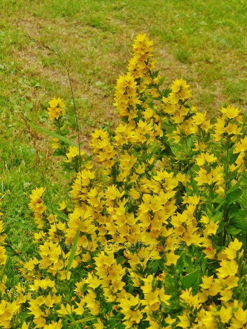 Horní Malá Úpa - žluté květy vrbiny tečkované u Žluté cesty