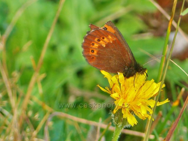 Malá Úpa - motýl okáč u silničky po úbočí Jelení hory