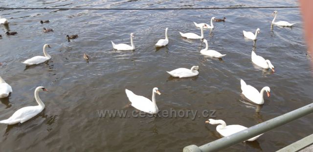Labutě na Naplavce