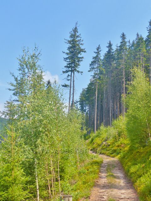 Horní Maršov - vrstevnicová cesta nad údolím Malé Úpy