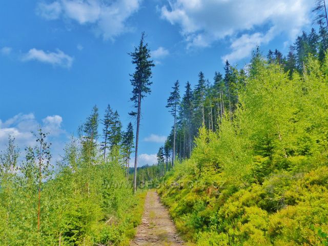 Horní Maršov - vrstevnicová cesta po zelené TZ nad údolím Malé Úpy