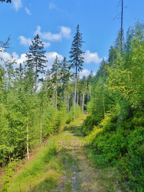 Horní Maršov - Emmina cesta k rozcestí Nad Myslivnou