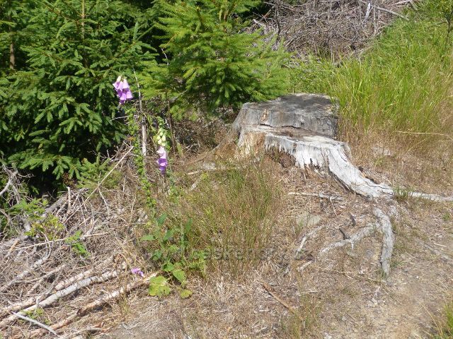 Horní Maršov - náprstník u Emminy cesty k Cestníku