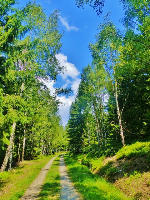 Horní Maršov - břízy podél Emminy cesty před Castníkem
