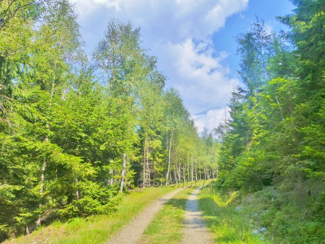 Horní Maršov - břízy lemují poslední úsek Emminy cesty před Cestníkem
