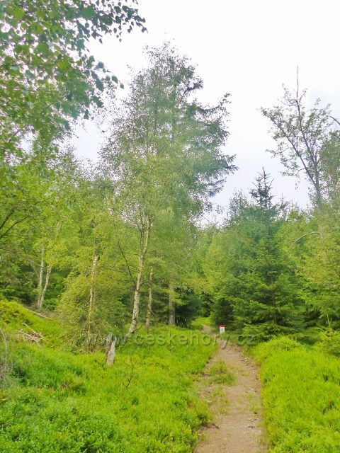 Horní Maršov - Novákova cesta na Lysečinskou horu